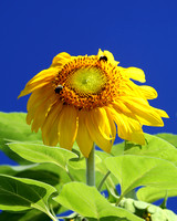 Sunflower-small