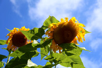 Sunflower on blue skies