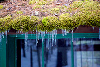 Moss and Icicles 2