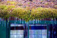 Moss and Icicles